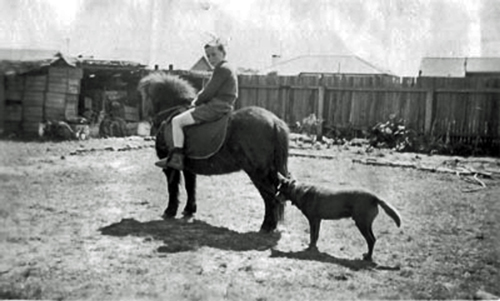 Bill Chartres 
on Shetland pony 'Tiny', with dog 'Brownie'