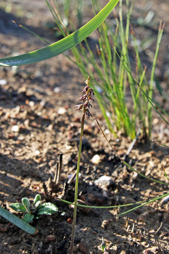 Midge Orchid