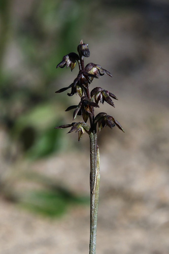 Midge Orchid