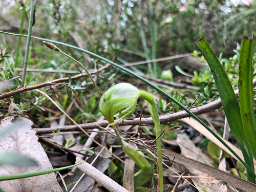 Nodding Greenhood Orchid