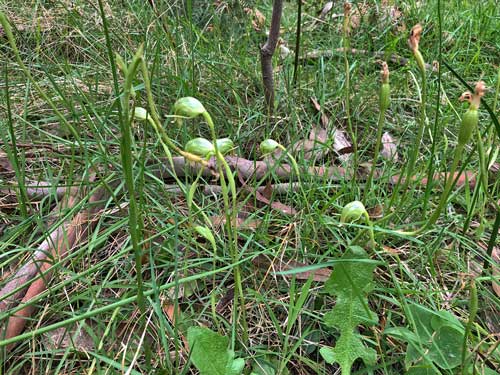 Nodding Greenhood Orchid