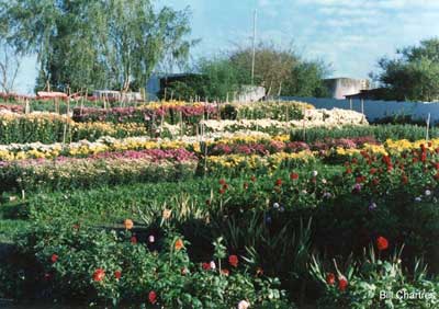 Valley Flowers