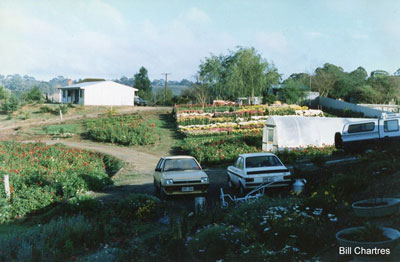 Valley Flowers