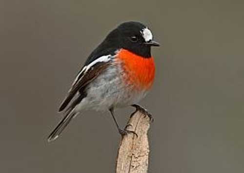 Male Scarlet Robin