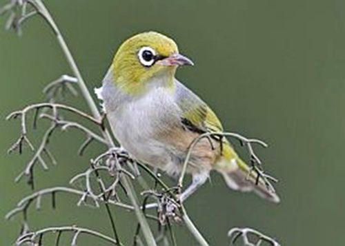 Silvereye