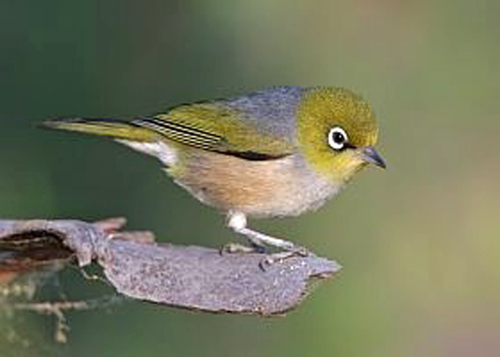 Silvereye