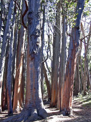 Stringybark