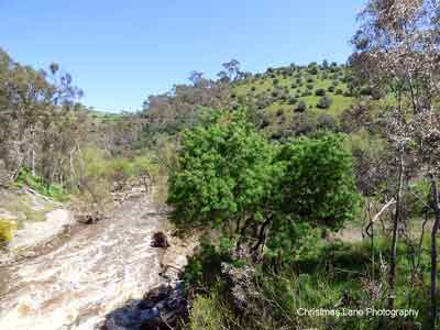 The River Torrens, above the Playford Bridge, Castambul, SA.