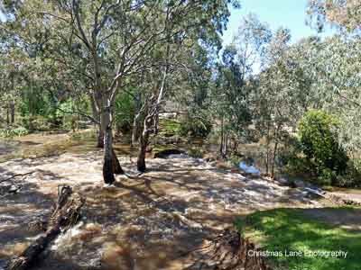 The River Torrens, River Torrens Linear Trail, Paradise, SA
