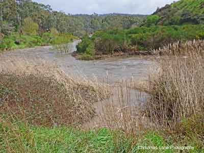 Hollands Creek flowing into the River Torrens, Banks Rd., Cudlee 
Creek, SA.