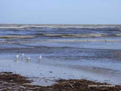 Birds enjoy the River Torrens water discharge into the ocean.