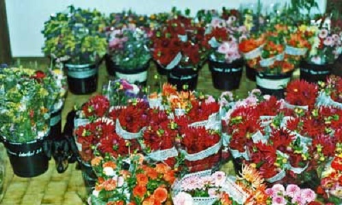 Photo - Flowers ready for market