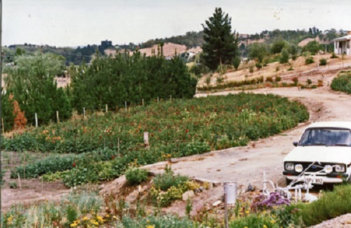 Photo - The South West corner of the 
block planted with dahlias