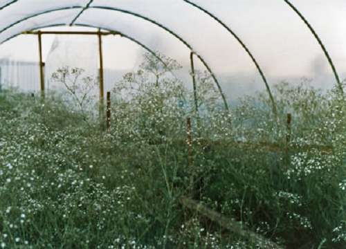 Photo - Inside the plastic house