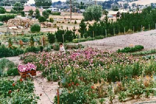 Photo - Picking Asters