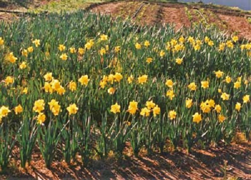 Photo - Daffodils