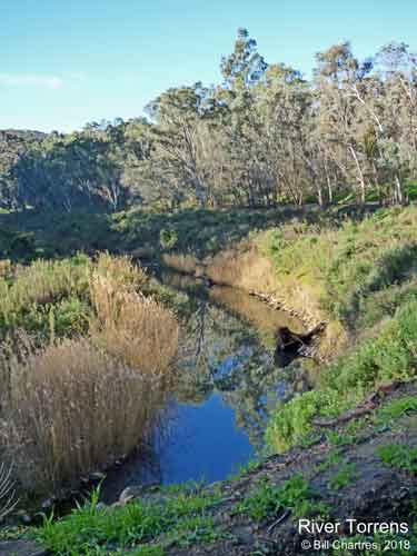 River Torrens