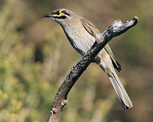 Yellow-faced Honeyeater